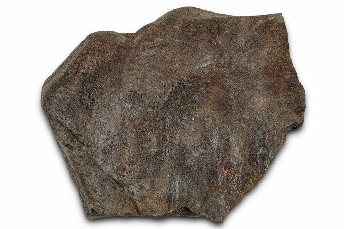 Dinosaur (Triceratops) Frill Shield Section - Montana #355125